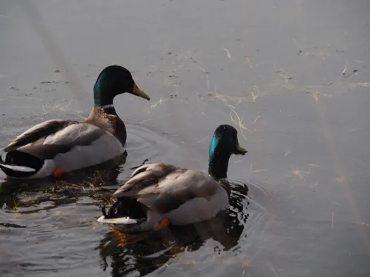 Kalmthoutse Heide, Kalmthout (België)